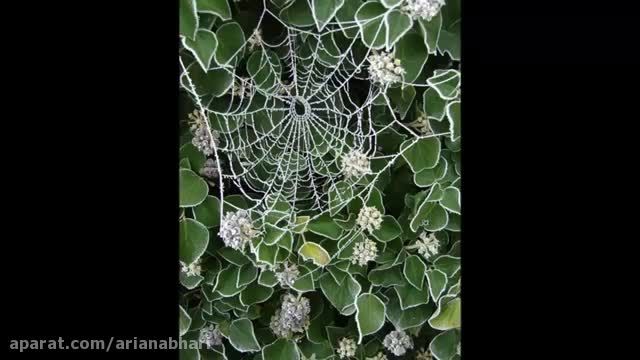 زیبای های تار عنکبوت