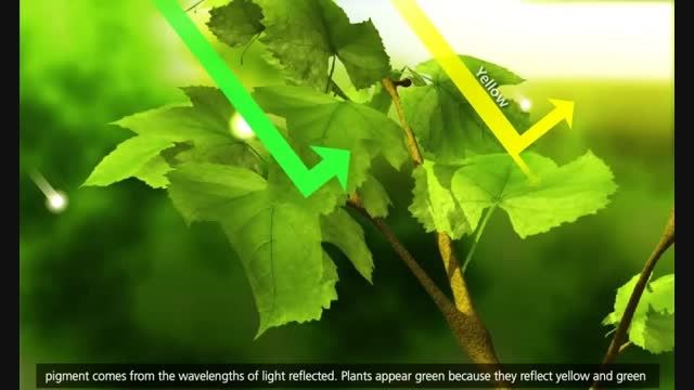 فتوسنتز در گیاهان(انیمیشن 3بعدی)