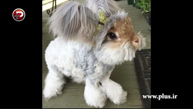 خرگوشی با گوش هایی شبیه بال!!!