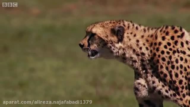 شکار بوفالو ی یالدار توسط یوزپلنگ سریع السیر