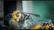 جنگ واقعی میان 30 زنبور غول پیکر