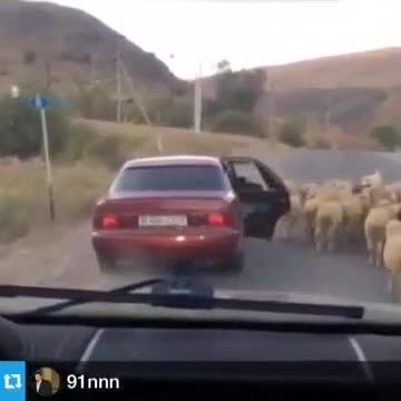 بلند کردن گوسفند در ملأ عام