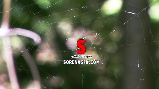 دانلود فوتیج با كیفیت از تار عنكبوت در جنگل