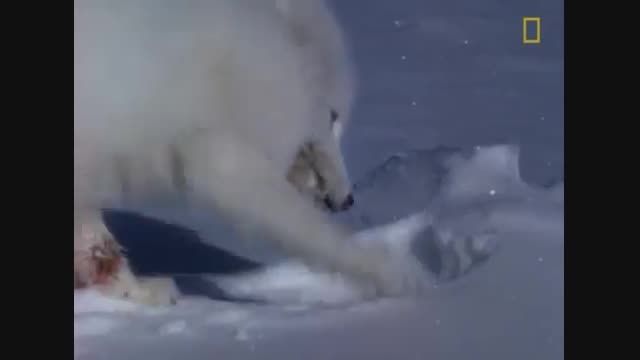 صحنه هایی كوتاه ولی زیبا از خرس قطبی و روباه قطبی
