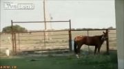 کشتن اسب با گلوله روش دیوانه وار اعتراض به حقوق حیوانات