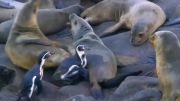 نبرد پنگوئن با شیرهای دریایی (خنده دار)