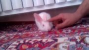 علاقه خرگوش به ناز شدن