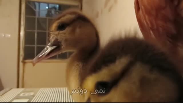 فیلم کوتاه ترس اردک (میلاد ایلخانی)