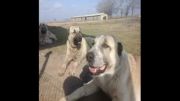 میکس عکس سگ قفقازی در آذربایجان