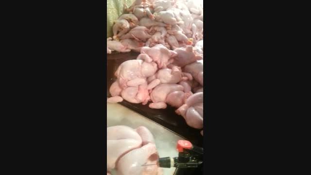 طریقه چاق کردن مرغ مرده به وسیله آب