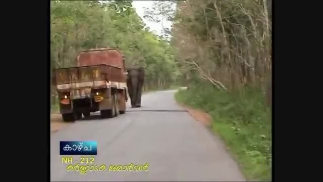 فیل vs کامیون