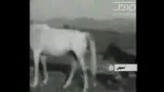 اصیل ترین اسب جهان