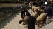 گوسفند چرانی در موزه لوور پاریس