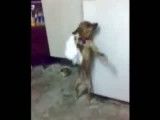 رقصیدن سگ با دستمال (جالب)