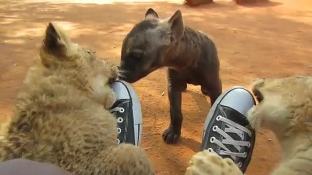 بازی بچه های کفتار و شیر با همدیگر در آفریقای جنوبی