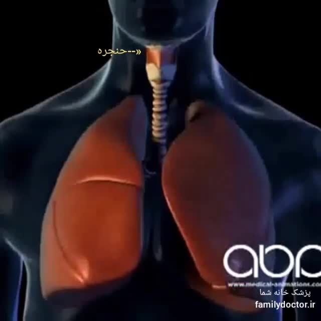 دیافراگم و ریه ها و دستگاه تنفس