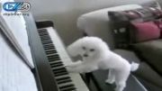 سگ نوازنده بامزه