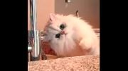 گربه و قطرات آب
