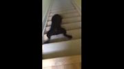 مهارت این سگ در پایین امدن از پله