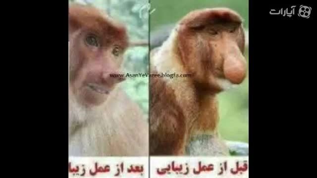 تصاویر کشف شده و لو رفته از قبل و بعد از عمل یک میمون