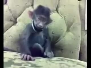 خندیدن بسیار باحال میمون !!! از دست ندین