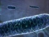 نگاهی گذرا بر دنیای سلول ها: تنفس سلولی