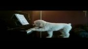 این سگ بهتراز بتهوون پیانو میزنه!