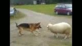 دعوای سگ و گوسفند برای تصاحب توپ
