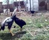 جنگ مرغ با خروس