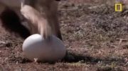 دزدیدن تخم شترمرغ بدست شغال