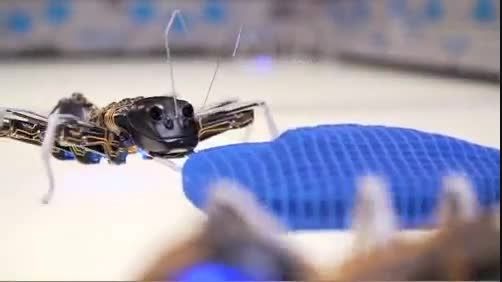 مورچه هاى رباتیك ارتش طبیعت اند! + فیلم
