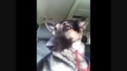 سگی که گوشهای رقاص دارد