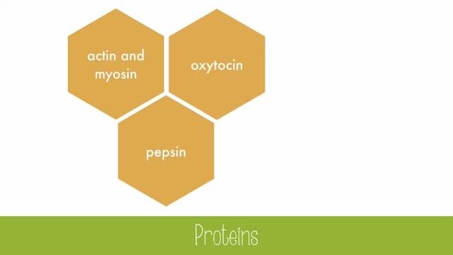 Proteins and Enzymes