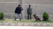 آموزش و تربیت سگ های گارد در شیراز پت