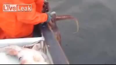 شکار ماهی مرکب خیلی بزرگ