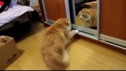 گربه در آیینه
