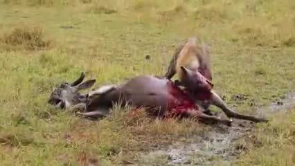 زنده خوردن شکار توسط کفتار