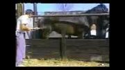 جفتک خیلی خفن اسب به دکتر دامپزشک!!!!!!!
