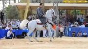 مسابقات رقص اسب های عرب اصیل