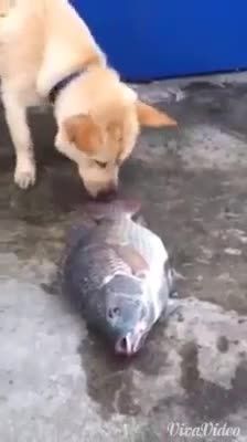 اب دادن سگ به ماهی