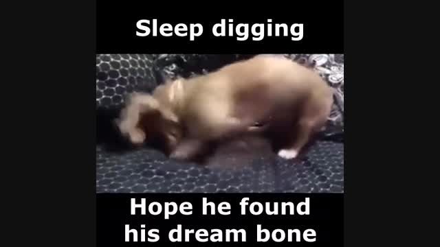 خواب دیدن جالب سگ