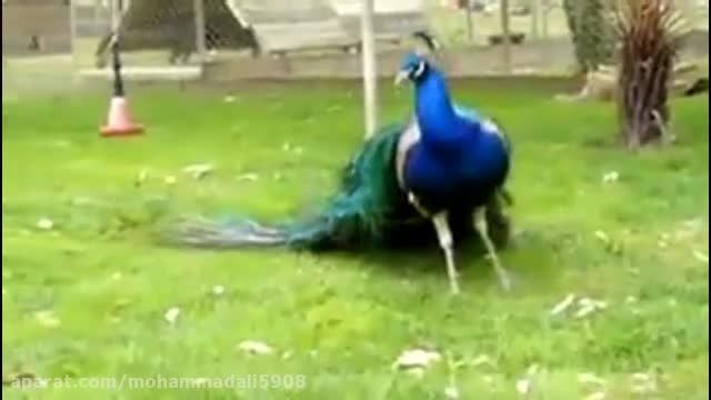 طاووس و پرهای زیبایش ( بزرگی از آن خداوند است و بس )
