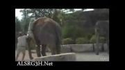 خنده دارترین حالت ممکن برای فیل سواری!!