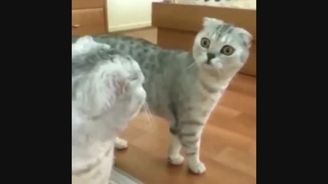 ترسیدن گربه از خودش!!