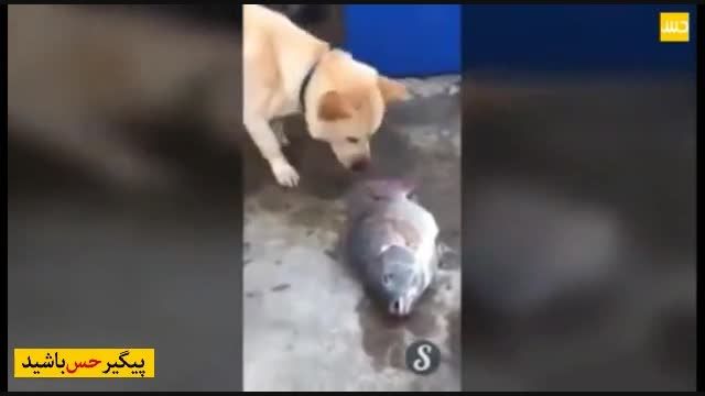 سگ وفادار برای زنده نگه داشتن ماهی تلاش میکنه!
