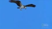 شکار عقاب - کم حجم - موبایلی 500kb