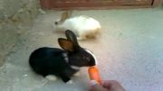 خرگوش ناز من