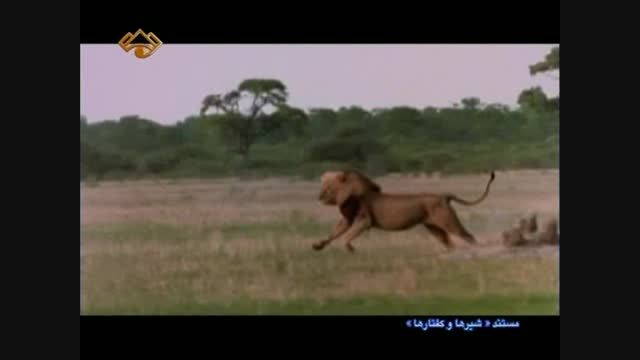 شکار کفتار توسط شیر