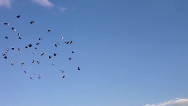 پرواز کبوتران نقش