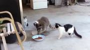 غذادزدی   راکون از گربه ها!:))